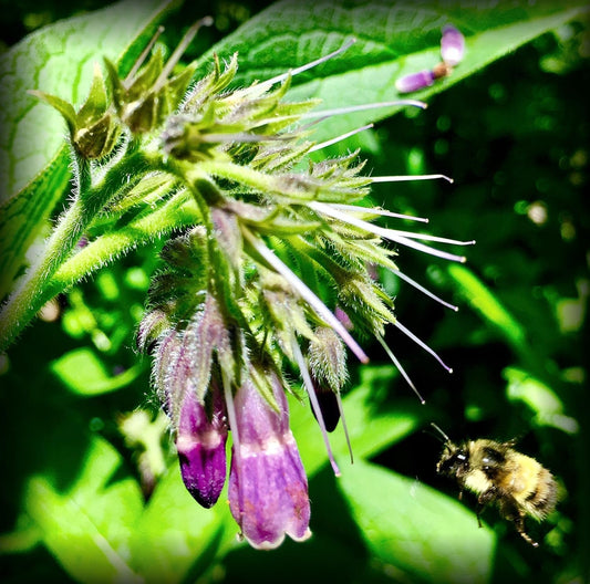 Russian Comfrey Bocking-14 Cultivar, 12 Cuttings for Growing Your Own Medicinal Salve, Compost Tea & Animal Fodder - WORLD TIME VISITS